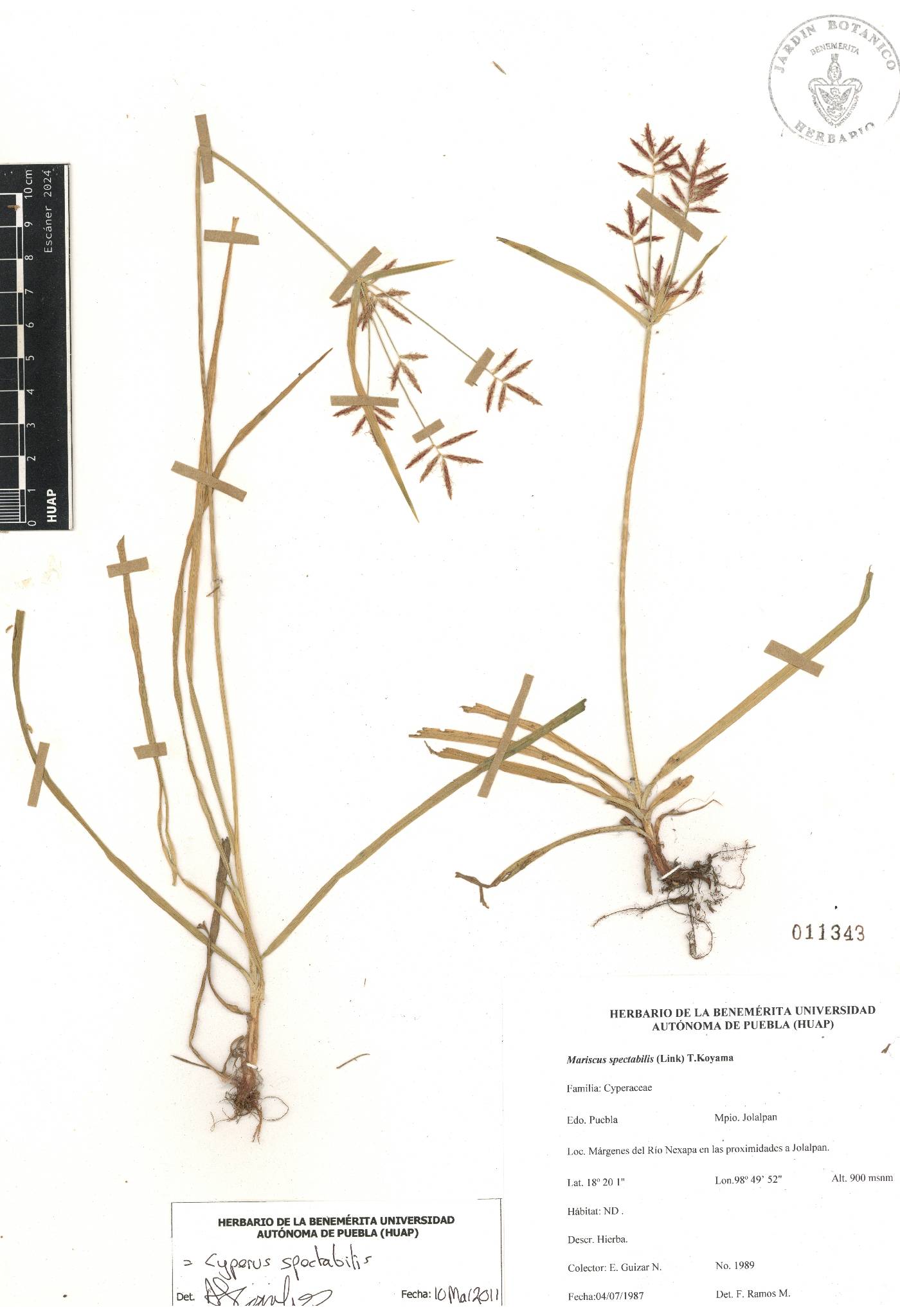 Cyperus acutiusculus image