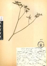 Euphorbia graminea image