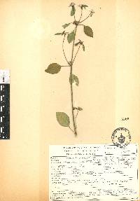 Euphorbia graminea image