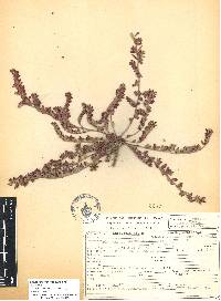 Chamaesyce dioica image