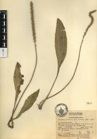 Plantago australis image