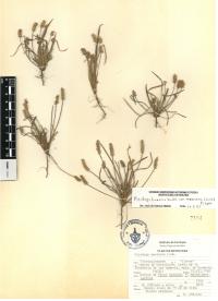 Plantago nivea image