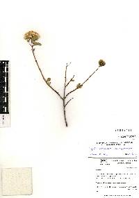 Ageratina espinosarum image