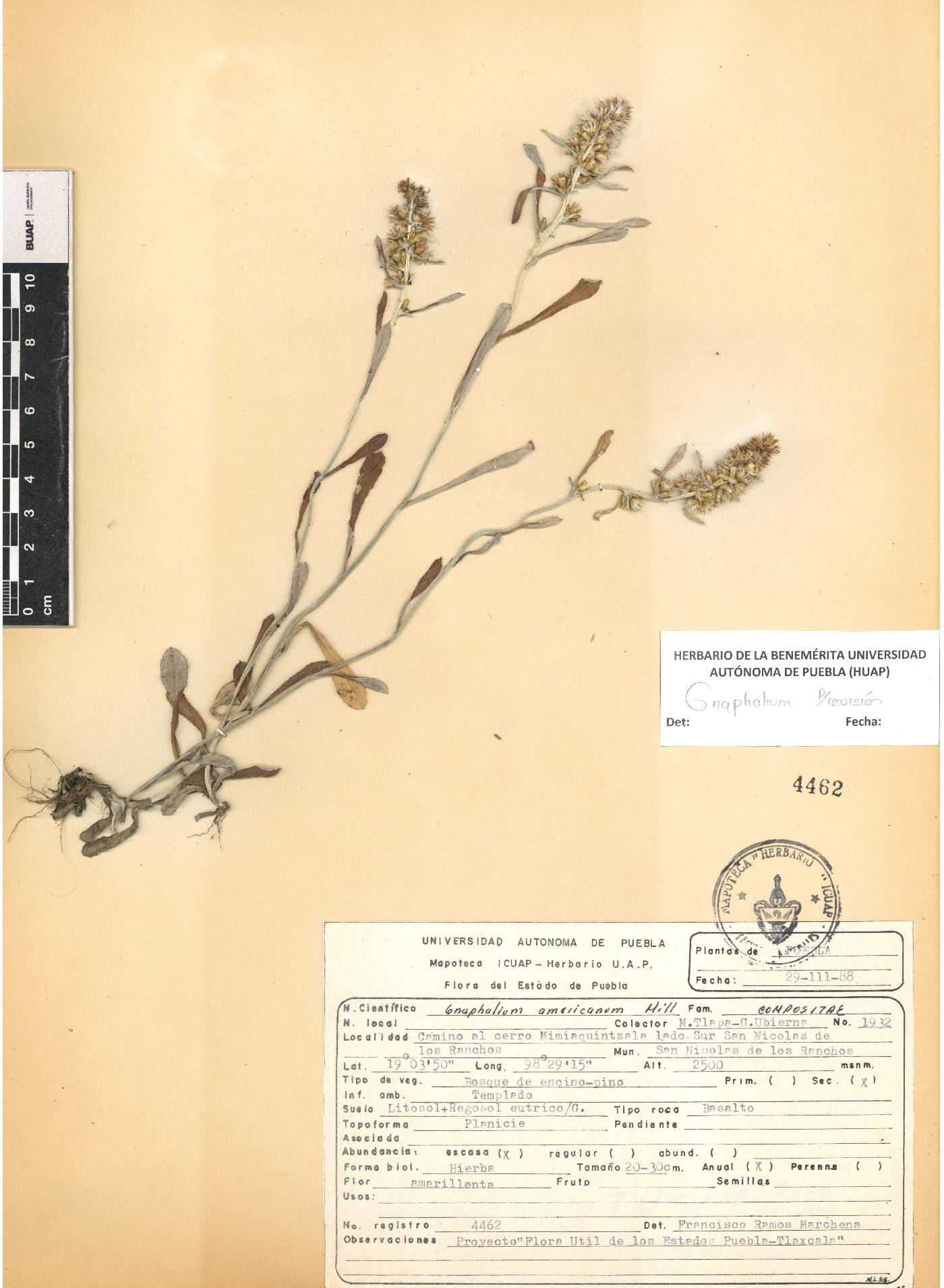 Gamochaeta americana image