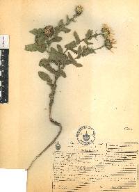 Grindelia inuloides image