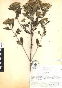 Stevia ovata image