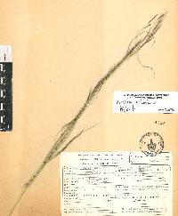 Aristida schiedeana image