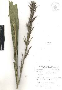 Setaria poiretiana image