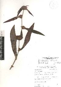 Tradescantia andrieuxii image