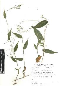 Ichnanthus nemorosus image