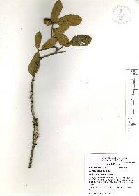 Quercus repanda image