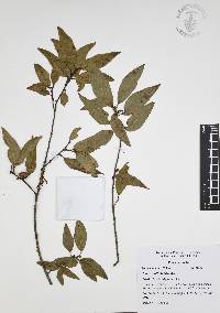 Quercus affinis image