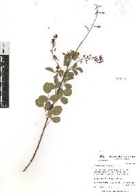 Desmodium orbiculare image