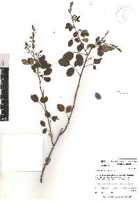 Desmodium orbiculare image