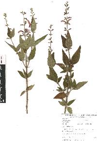 Salvia curviflora image