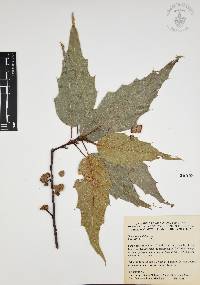 Quercus acutifolia image