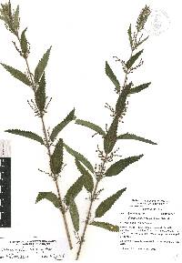 Urtica gracilis image