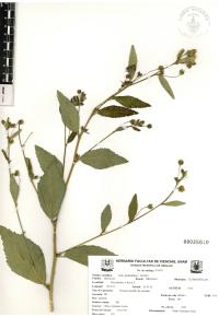 Sida rhombifolia image