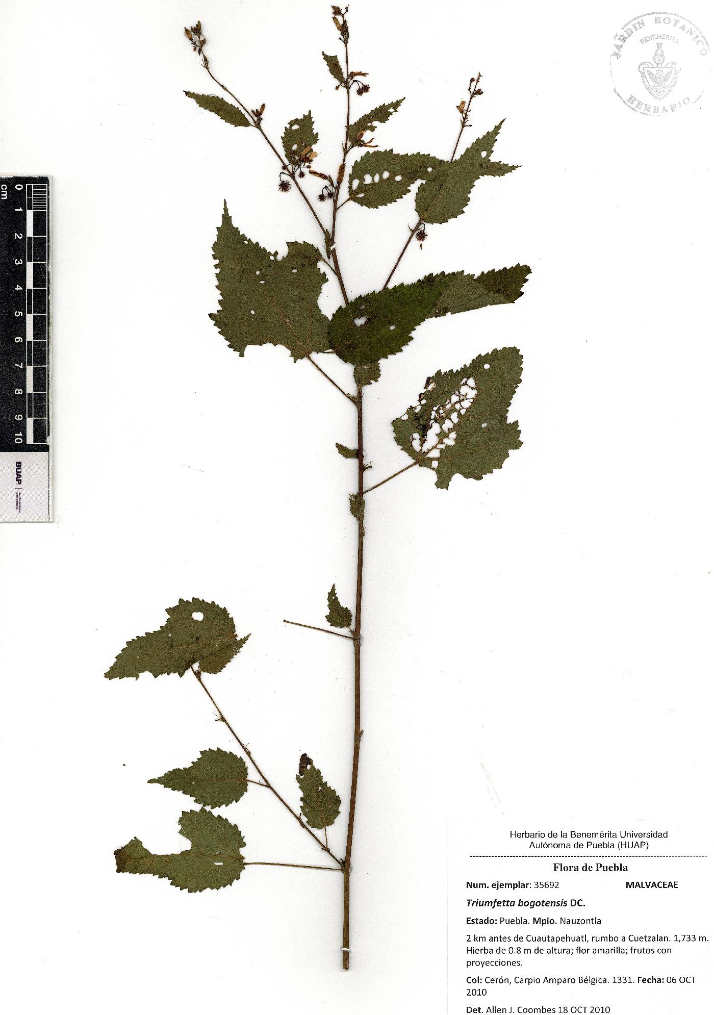 Triumfetta bogotensis image