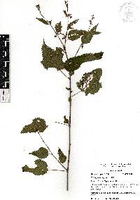 Triumfetta bogotensis image