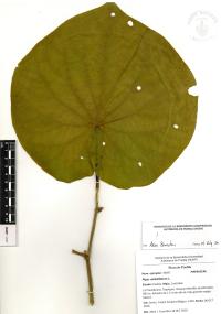 Lepianthes peltata image
