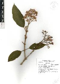 Miconia xalapensis image