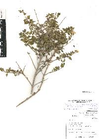 Ageratina espinosarum image