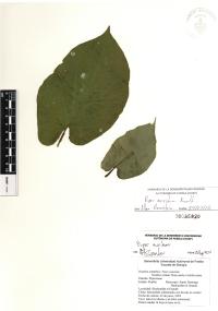 Piper auritum image