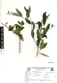 Sida rhombifolia image