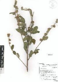 Waltheria indica image