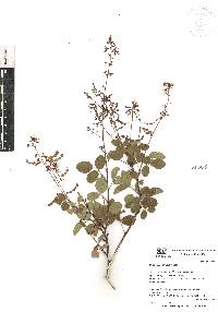 Desmodium orbiculare image