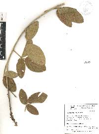 Desmodium sericophyllum image