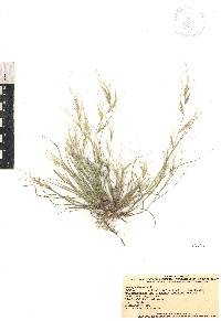 Aristida jorullensis image