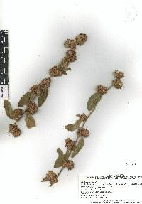 Waltheria indica image