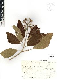 Miconia xalapensis image