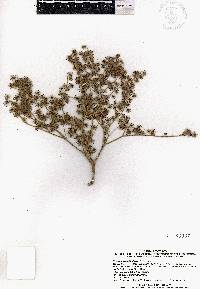 Heliocarpus terebinthinaceus image