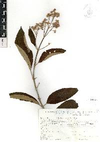 Miconia xalapensis image