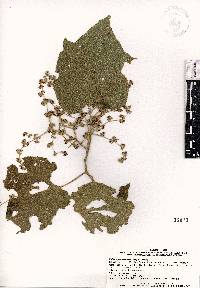 Heliocarpus terebinthinaceus image