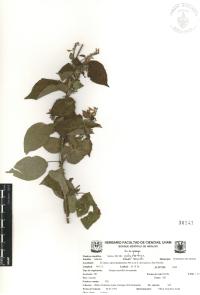 Salvia polystachia image