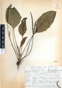 Plantago major image