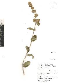 Lippia oaxacana image