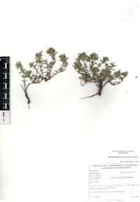 Salvia axillaris image