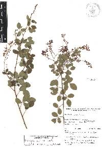 Desmodium orbiculare image