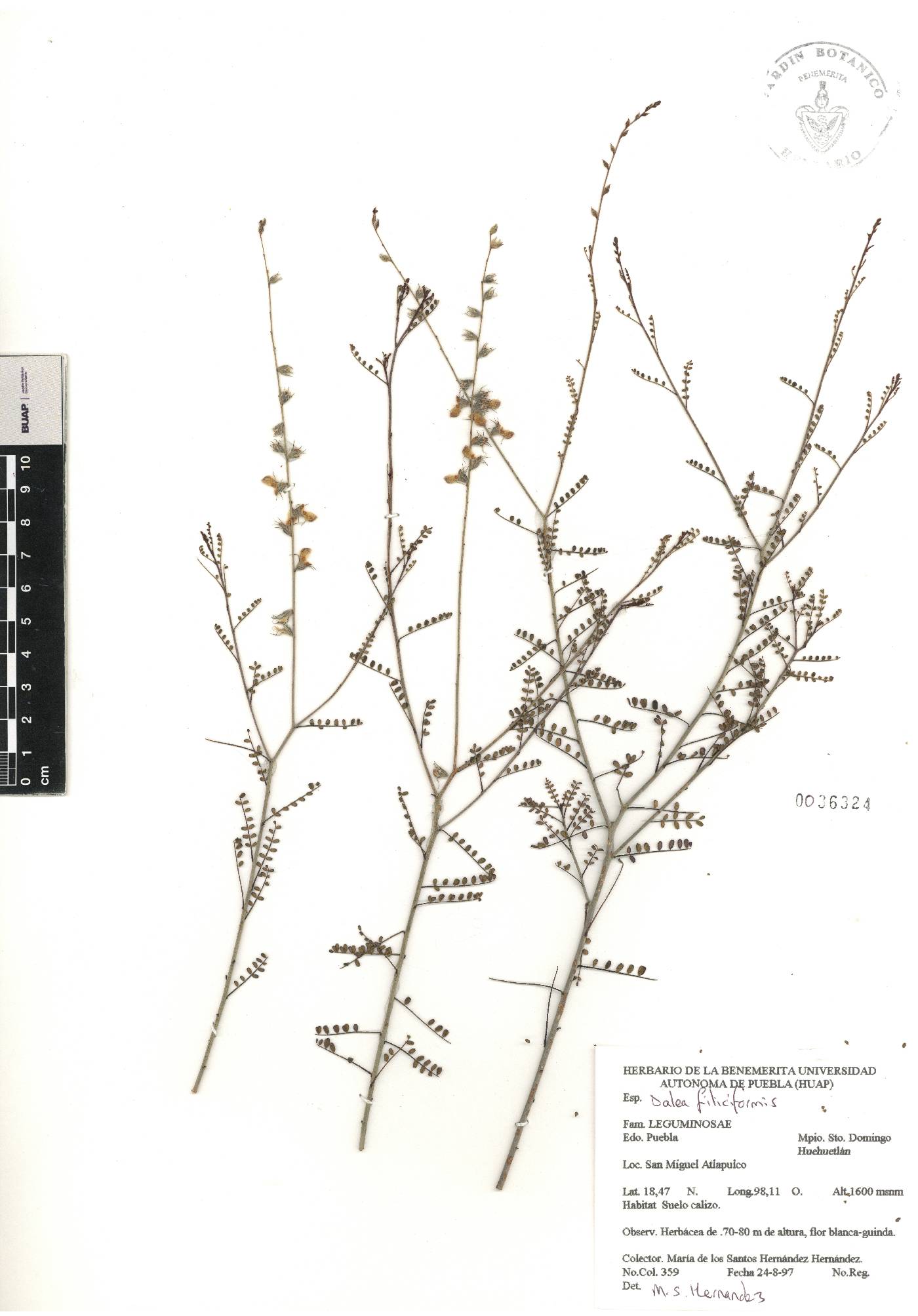 Dalea filiciformis image