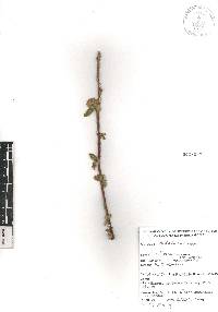 Waltheria indica image