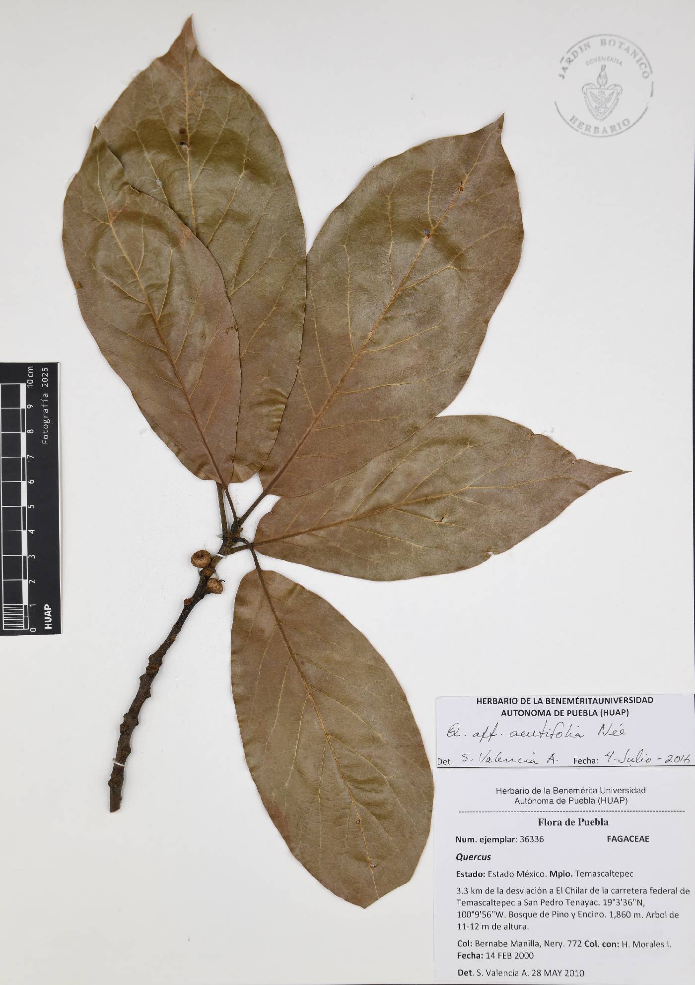 Quercus acutifolia image