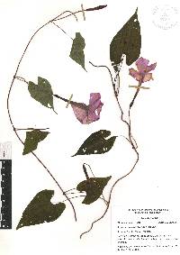 Ipomoea purga image