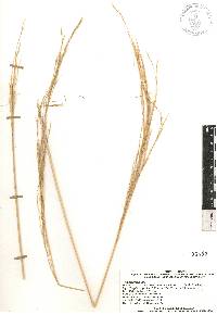 Aristida ternipes image