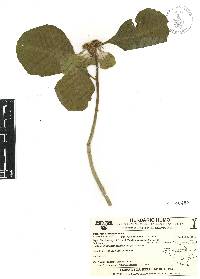 Euphorbia cyathophora image