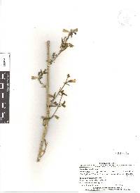 Bonplandia geminiflora image